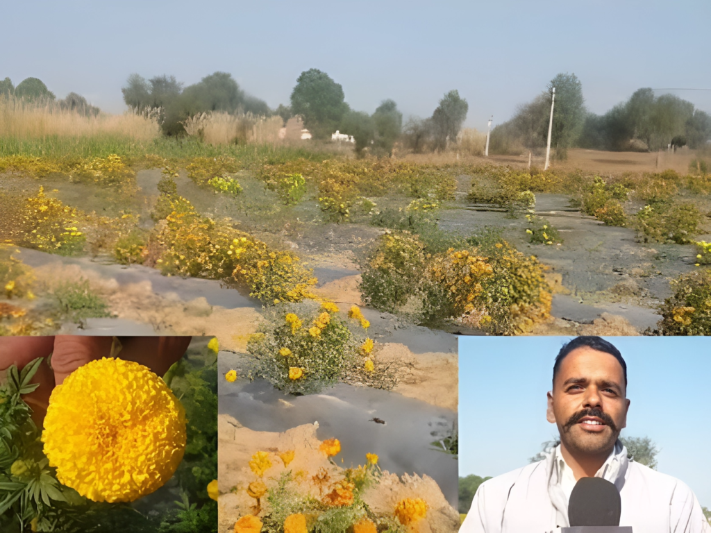 jeevan Singh of Sikar left nursing and started flower farming 
