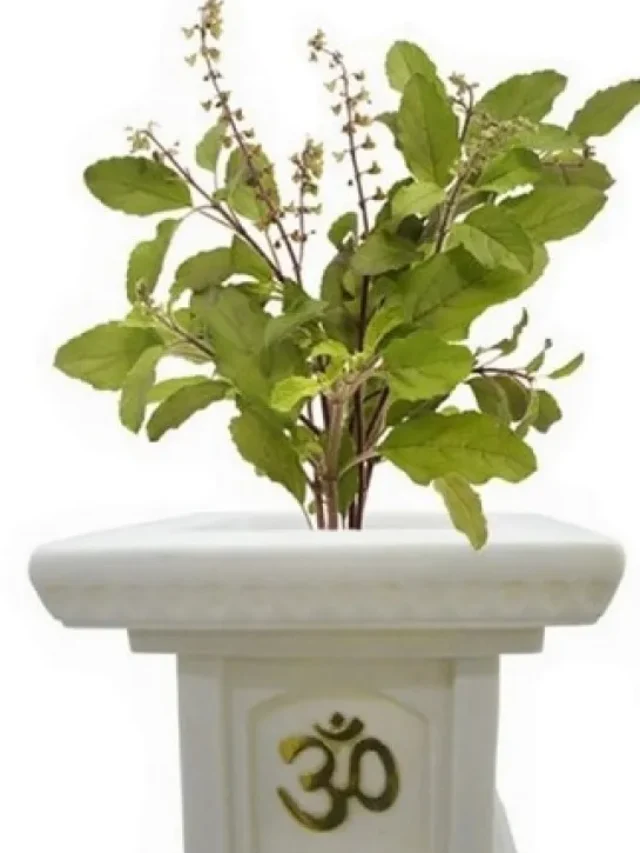 tulsi ka phodha