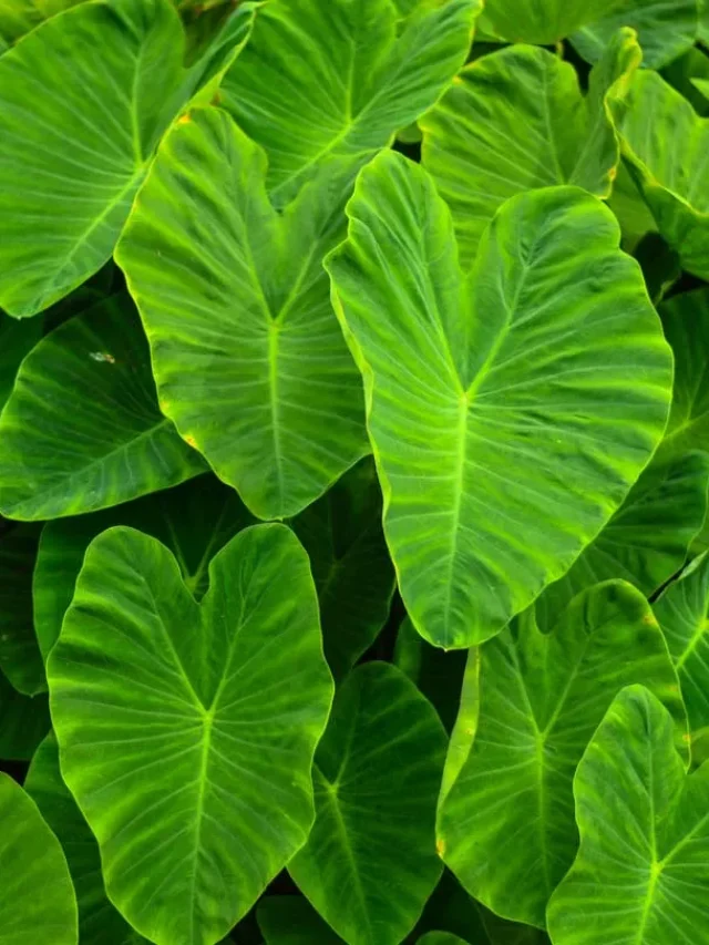 arbi leaves