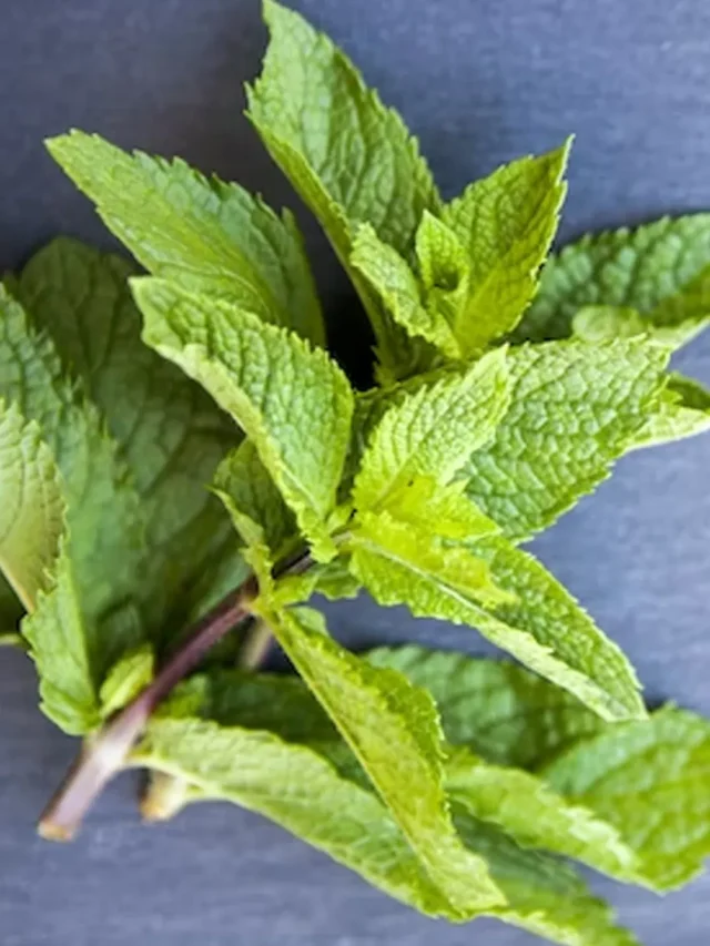 mint leaves