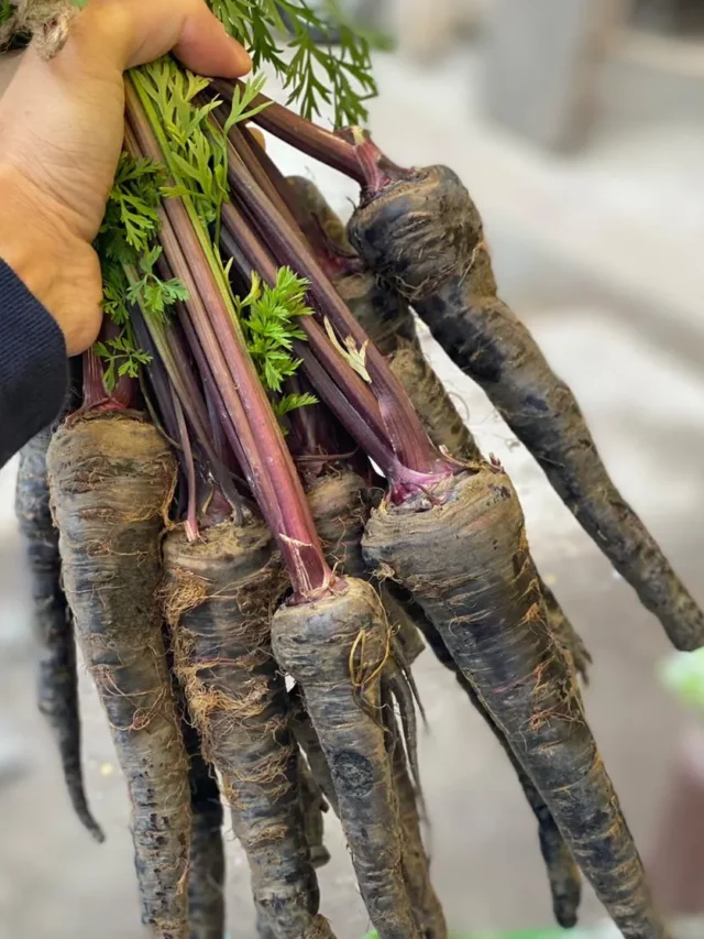 black carrot