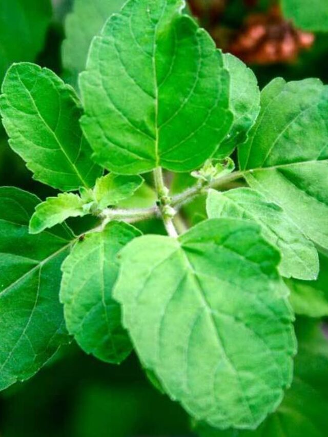 1296x728_Holy_Basil_1155x (1)