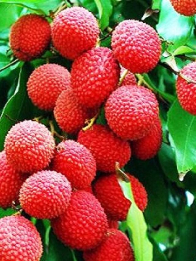 lychee-lichi-fruits-plant-1493879106-2961169