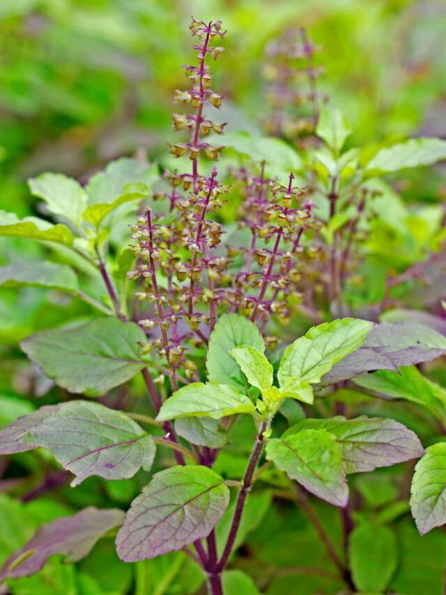 tulsi ke pass kin kin bhagwan ki tasveer nhi rkhni chahiye